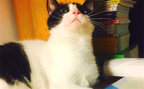 娱乐吃瓜酱猫妈妈视频下载,揭秘萌宠日常