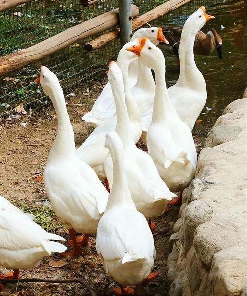 八鹅吃瓜菌不空娱乐,揭秘网络热梗背后的趣味世界