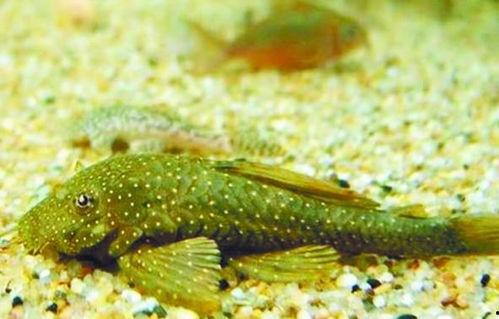 娱乐吃瓜酱美洲大蠊,娱乐吃瓜酱中的神秘生物揭秘